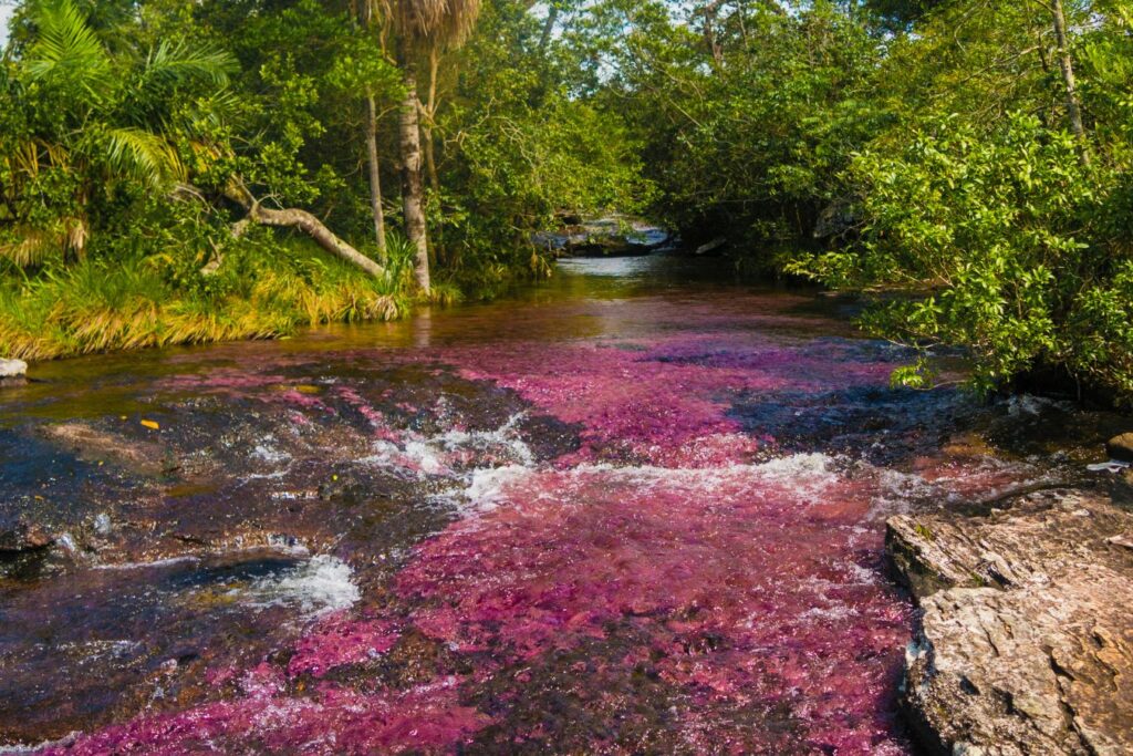 Caño Cristales
