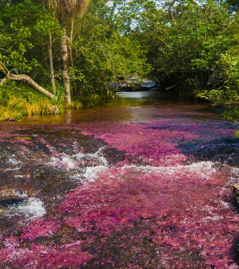 Caño Cristales